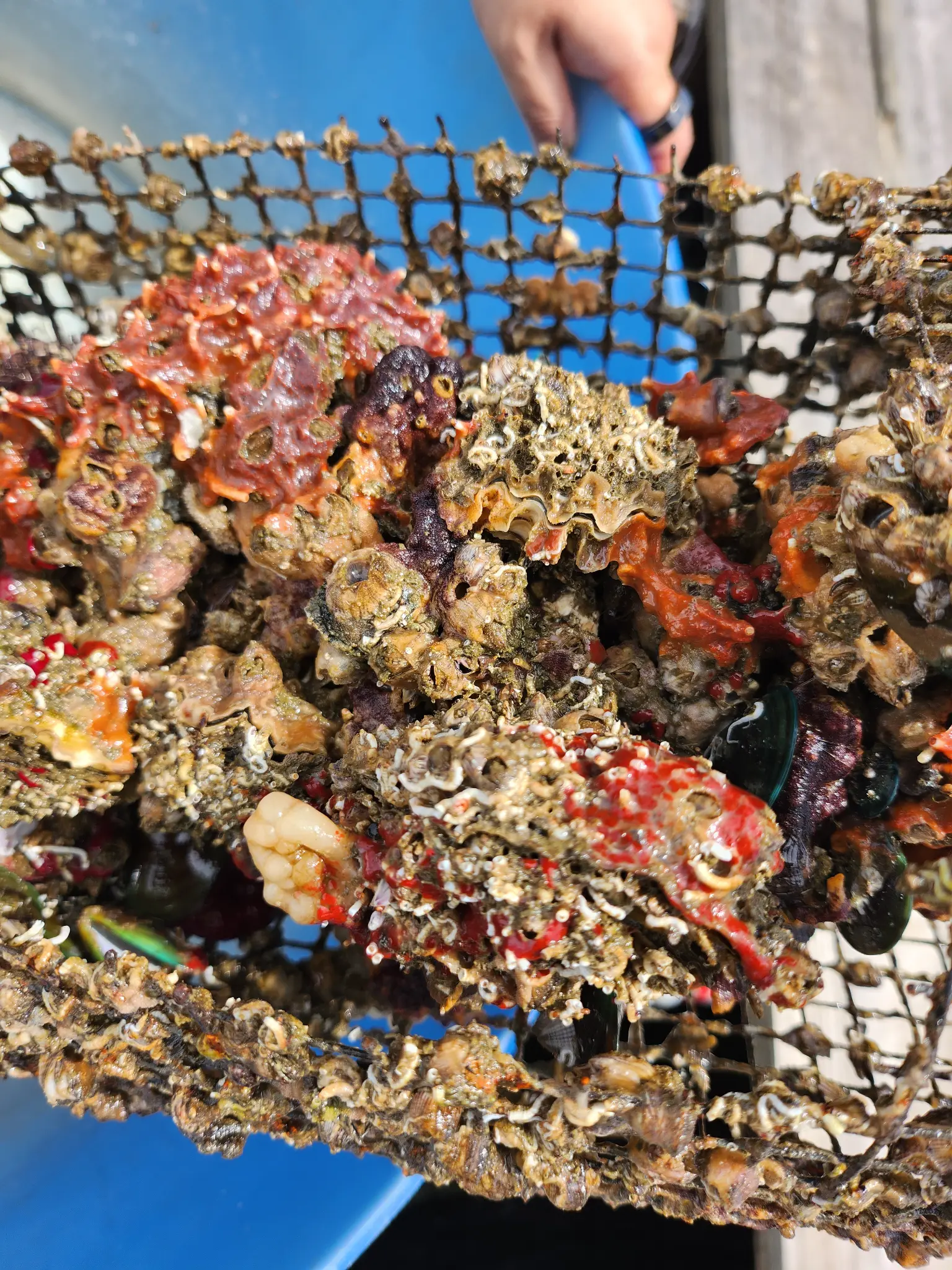 Shell reef restoration